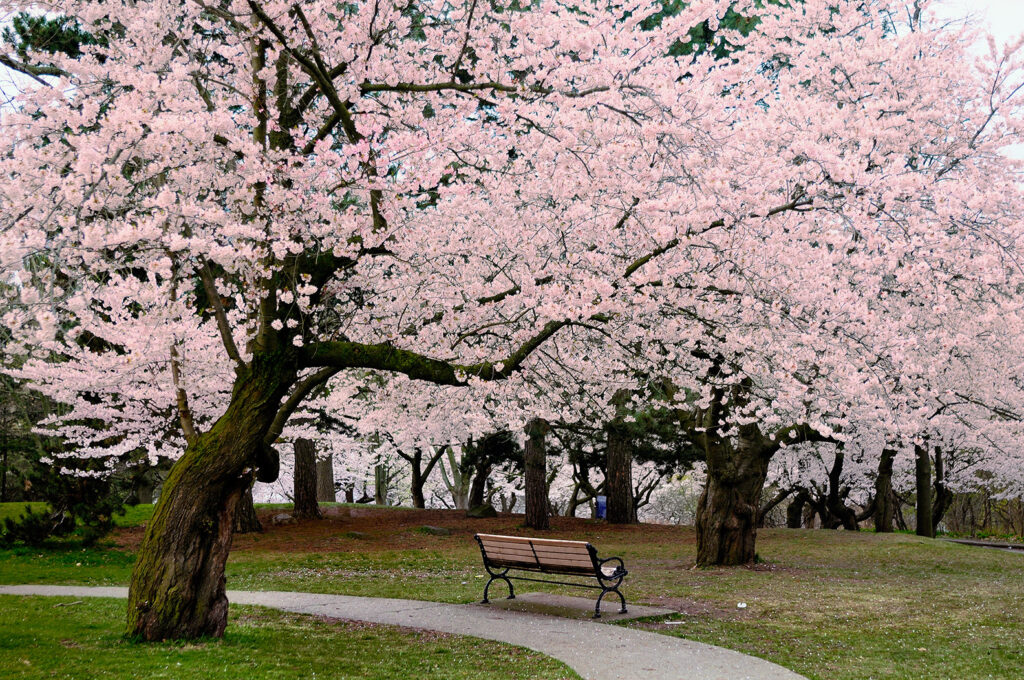 cherry blossoms. shop #ART decor celebrity photography